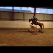 Welsh Partbred (Sec F) Rosengårdens norbert