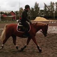 Welsh Partbred (Sec F) Rosengårdens norbert