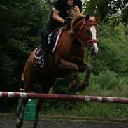 Welsh Partbred (Sec F) Rosengårdens norbert