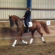 Dansk Varmblod Gørklintgårds Alvaro *Mr. Big*