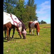 Welsh Cob (sec D) Amigos-apashje 