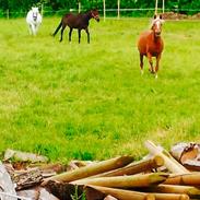 Welsh Cob (sec D) Amigos-apashje 