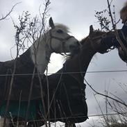 Welsh Cob (sec D) Amigos-apashje 
