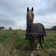 Welsh Cob (sec D) Amigos-apashje 