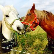 Welsh Cob (sec D) Amigos-apashje 