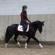 Welsh Pony af Cob-type (sec C) Godthåbs Obama