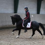 Welsh Pony af Cob-type (sec C) Godthåbs Obama