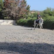 Anden særlig race Valentino