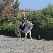 Anden særlig race Valentino