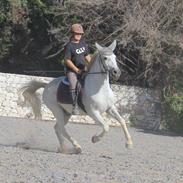 Anden særlig race Valentino