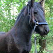 Islænder Gáski fra Ny Amtoftgaard