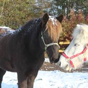 Islænder Heimir fra Blönduósi