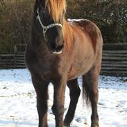 Islænder Heimir fra Blönduósi