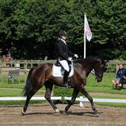 Dansk Varmblod Lindballe's tarantino