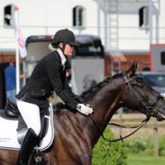 Dansk Varmblod Lindballe's tarantino