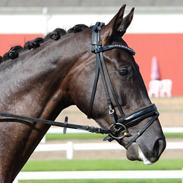 Dansk Varmblod Lindballe's tarantino