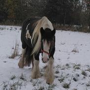 Irish Cob Mary's Prinsess by Lovecob