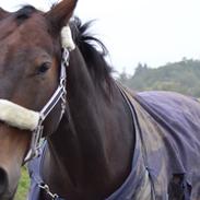 Oldenborg Nabih Adoa (himmelhest)
