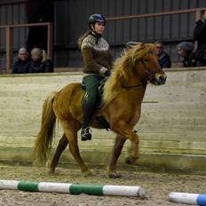 Islænder Gumi fra Faksemosen
