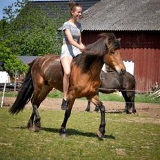 Islænder Gunndís frá Syðra- Skörðugili