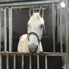 Shagya Araber (SH) Lærkevangens Cheval