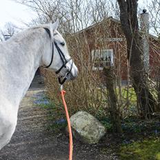 Shagya Araber (SH) Lærkevangens Cheval