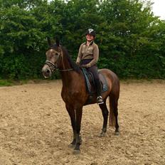 Dansk Varmblod Mølgaards dexter