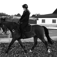 Welsh Pony (sec B) Bjerregårds Amino *Dino