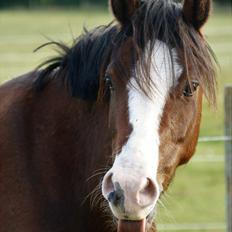 Welsh Pony (sec B) Bjerregårds Amino *Dino