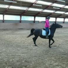 Anden særlig race Petite