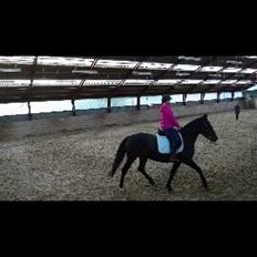 Anden særlig race Petite