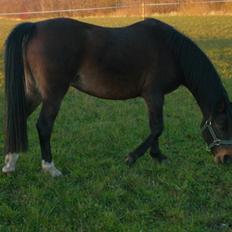 Welsh Partbred (Sec F) Bella