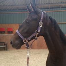 Dansk Varmblod Firenza