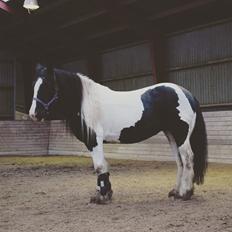 Irish Cob Guldagers Enya 