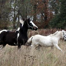 Pinto La Tinka Primavera