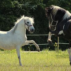 Pinto La Tinka Primavera