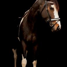 Pinto La Tinka Primavera