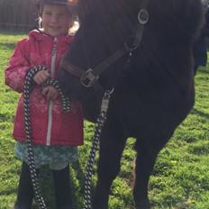 Shetlænder valentin