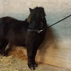 Shetlænder valentin