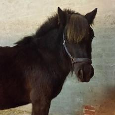 Shetlænder valentin