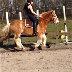 Haflinger Heraus 