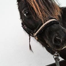 Shetlænder Ædellunds Tilde