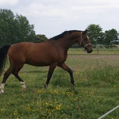 Dansk Varmblod Ivanhoe