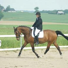 Dansk Varmblod Ivanhoe