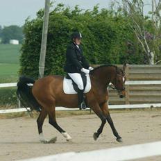 Dansk Varmblod Ivanhoe