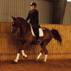 Anden særlig race Spirit