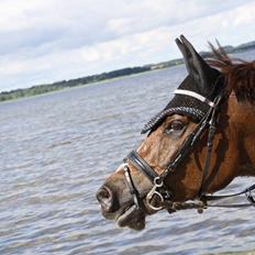 Anden særlig race Spirit