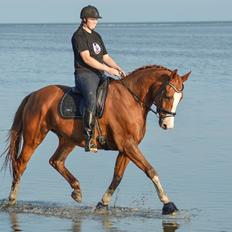 Trakehner Heywood af Lykkebo