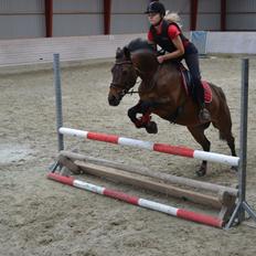 Dansk Varmblod Lakeisha