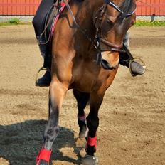 Dansk Varmblod Lakeisha